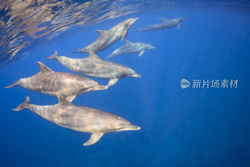 野生海豚生活在距离东京3小时车程的岛屿上