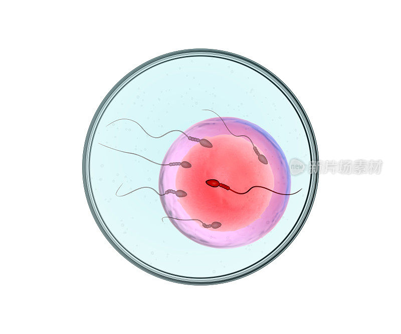 试管受精过程的3D渲染-精子细胞和卵细胞在有盖培养皿