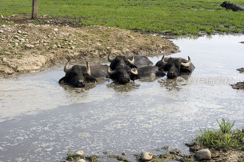 水牛在泥泞的水中