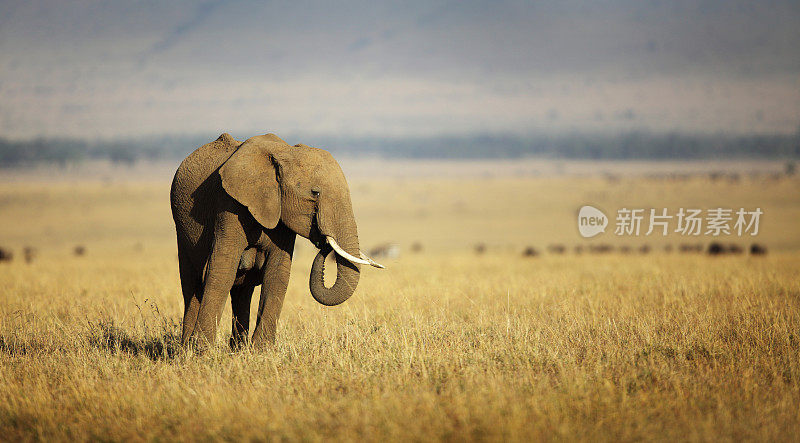在大草原上觅食的大象