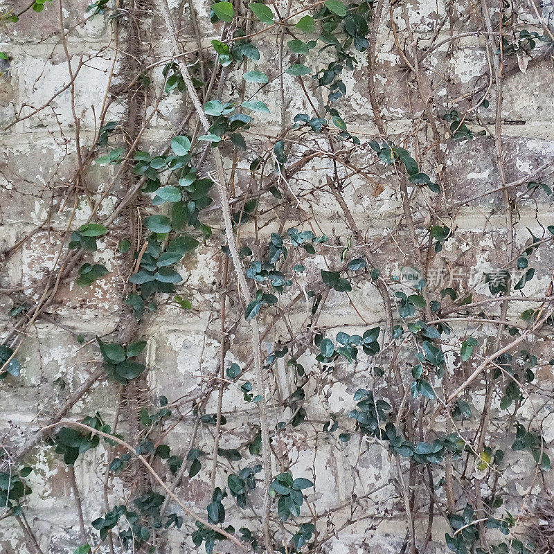 绿叶藤植物覆盖墙广场组成背景