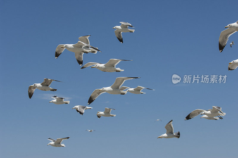 加利福尼亚海鸥在头顶飞过