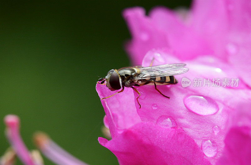 一只蜜蜂降落在带露珠的粉红色杜鹃花上
