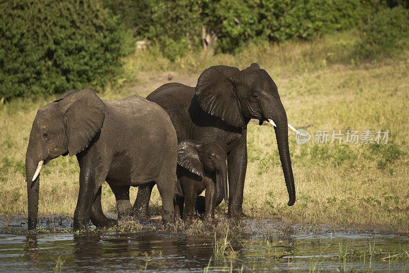 两只大象保护一头幼象博茨瓦纳非洲