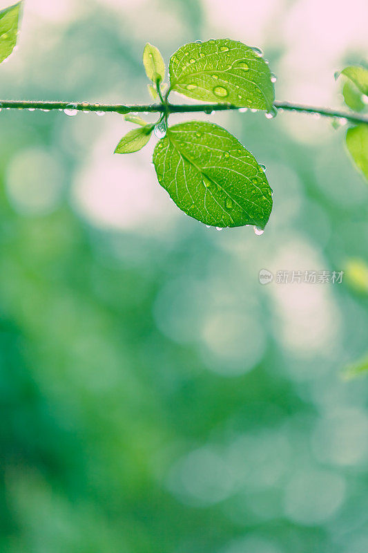 大自然的背景――湿润的春天树叶上的雨滴