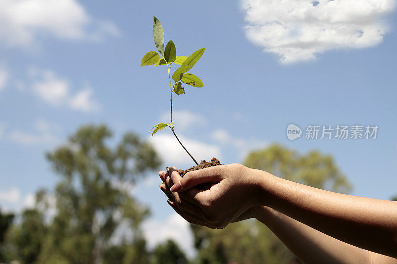 手里拿着一棵小树