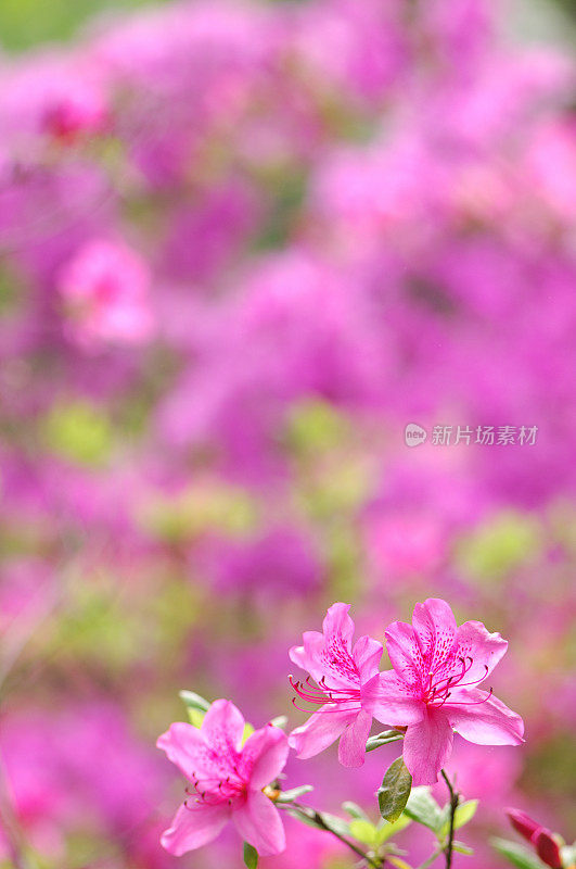 粉红色的杜鹃花