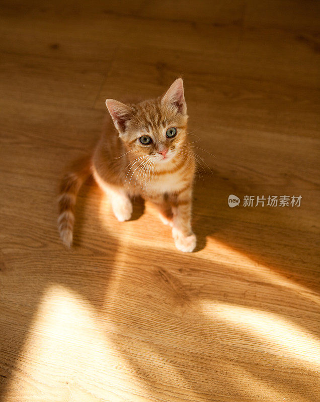 橘色虎斑小猫