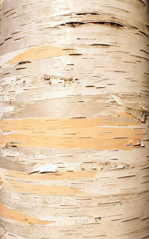 纸桦树树干树皮木材背景