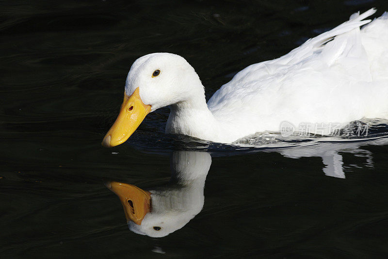 白色的农场鸭子在水中游泳，在黑色的水中倒映