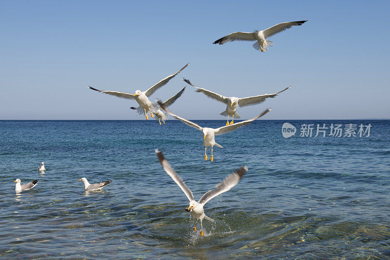 海鸥飞