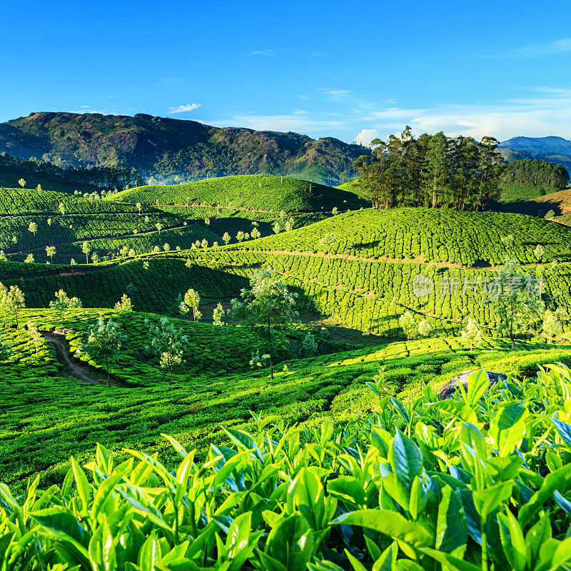 清晨，在亚洲印度的茶园