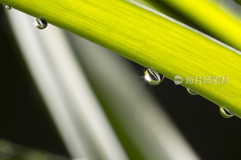 带雨滴的叶子