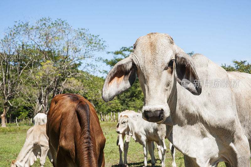 在哥斯达黎加，中美洲的布拉马牛