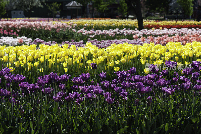 郁金香花园