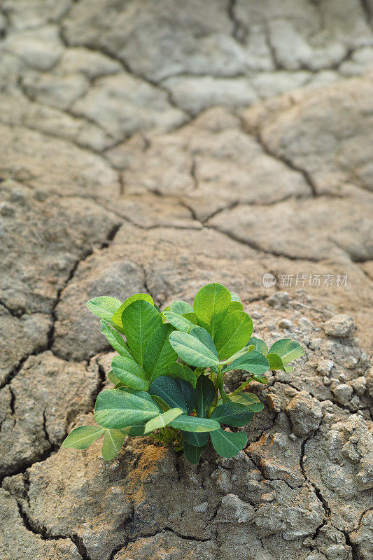 植物在干枯的土地上生长。