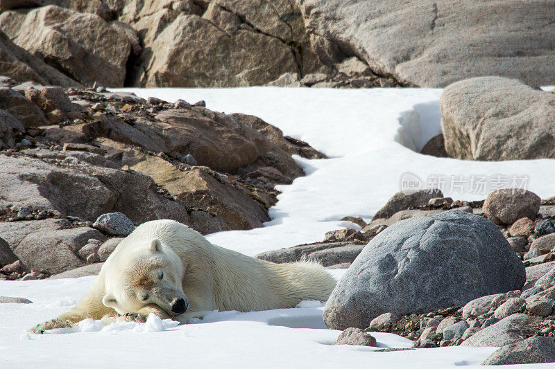 雄性北极熊在斯瓦尔巴特群岛睡觉