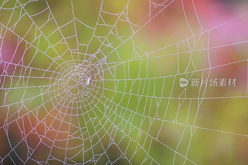 花园里的蜘蛛网上挂着清晨的露珠，背景是绿粉红