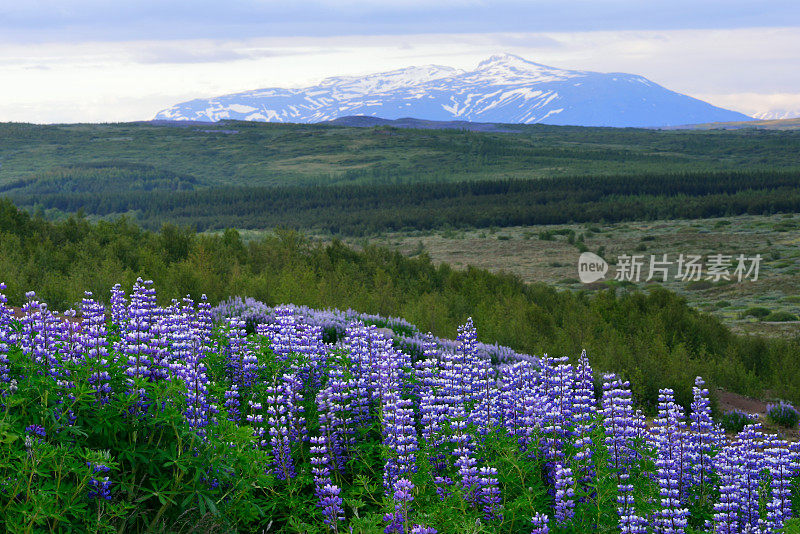 冰岛山背景的羽扇豆