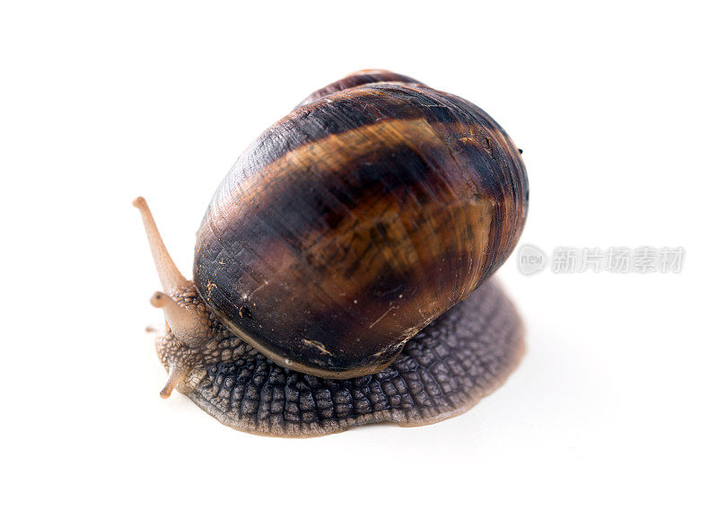 一只棕色的大蜗牛在白色的背景上爬行