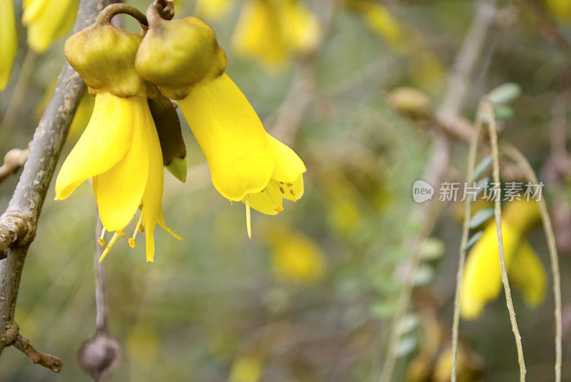 四翅槐树开花,春天