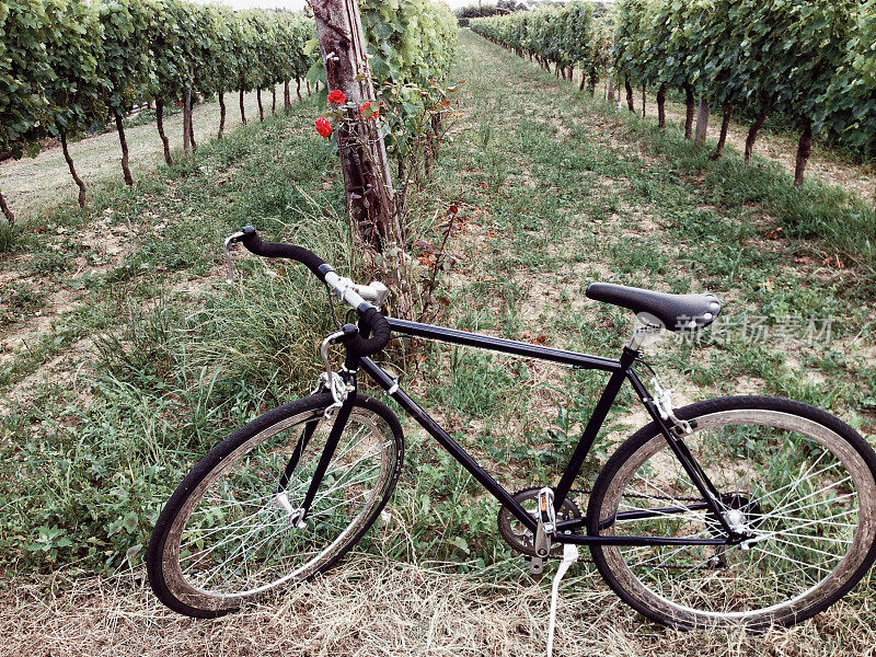葡萄藤，玫瑰和一辆自行车