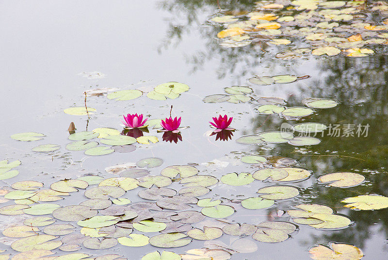 花湖