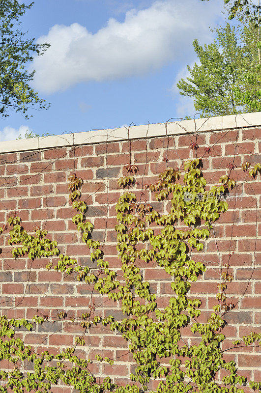砖墙上长着常春藤