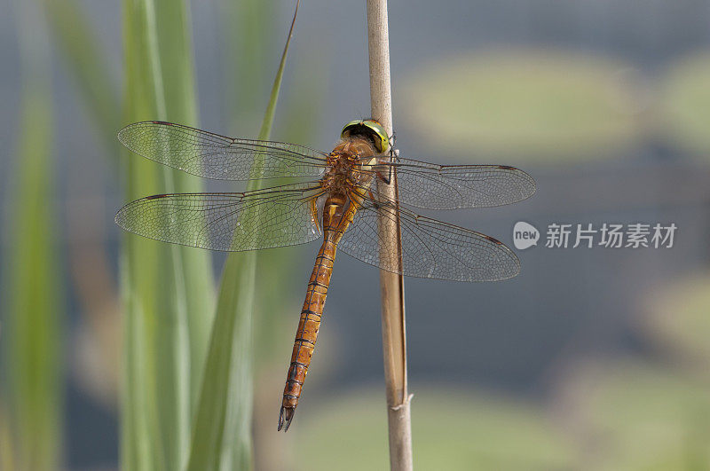 蜻蜓诺福克小贩