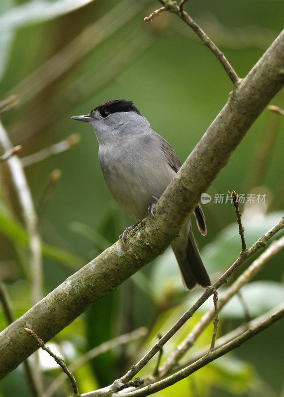 黑头莺类(西尔维娅atricapilla)