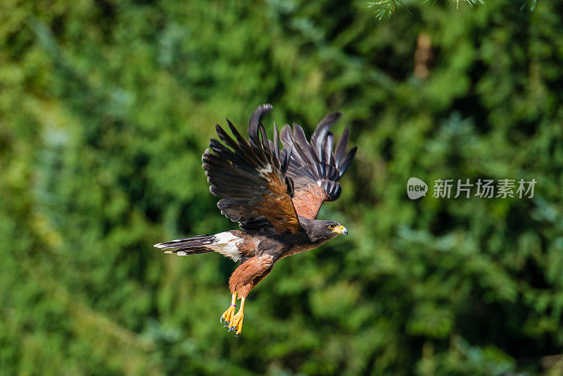 哈里斯鹰在森林里飞行