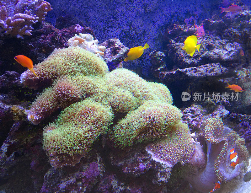 热带海洋水族馆鱼缸形象，真实的活珊瑚礁