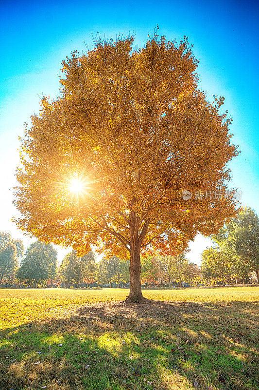 金色的树在秋天