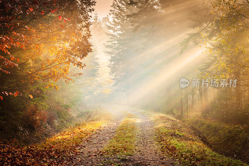 秋天的雾-童话般的路蜿蜒穿过森林
