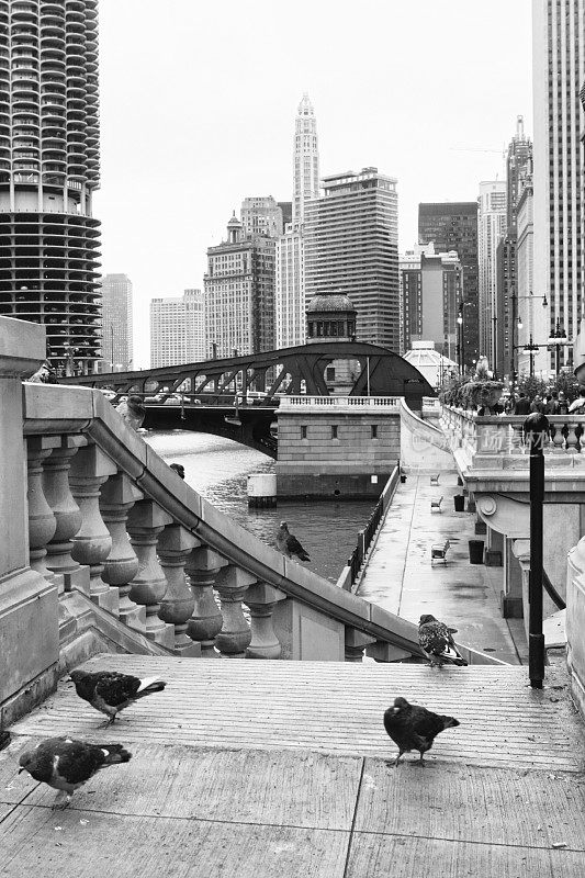 芝加哥河鸽子