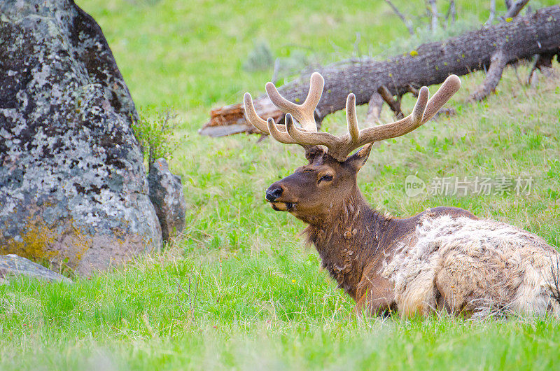 黄石国家公园天鹅绒中的公麋鹿