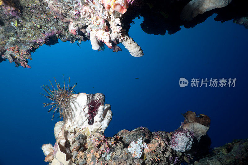 从热带礁洞看:生命的魔法框架