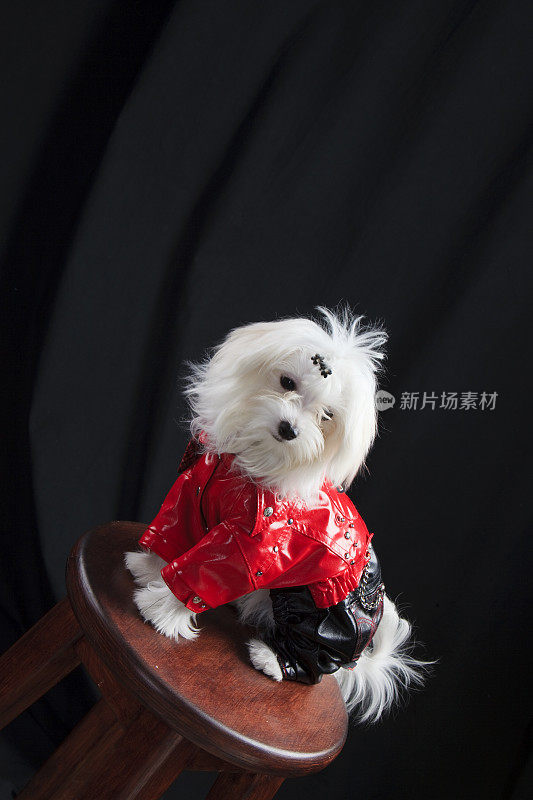 一只穿着红色夹克坐在酒吧高脚凳上的马耳他犬