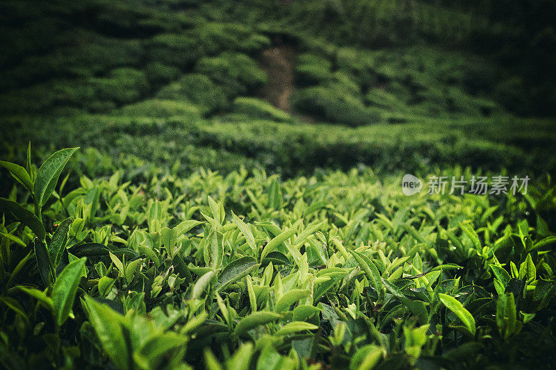 近距离观察印度芒纳种植园的茶叶