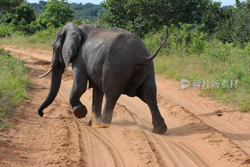 博茨瓦纳:非洲象穿过丘比国家公园的道路