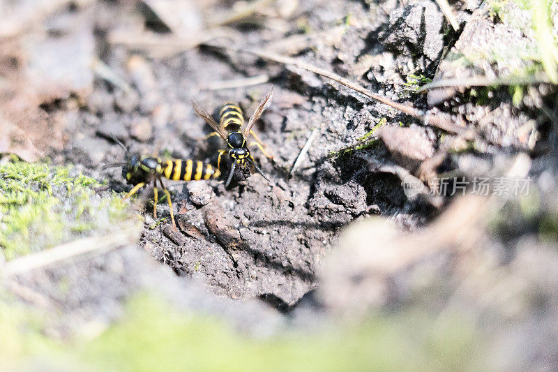 黄茄克黄蜂在它们的地下巢外