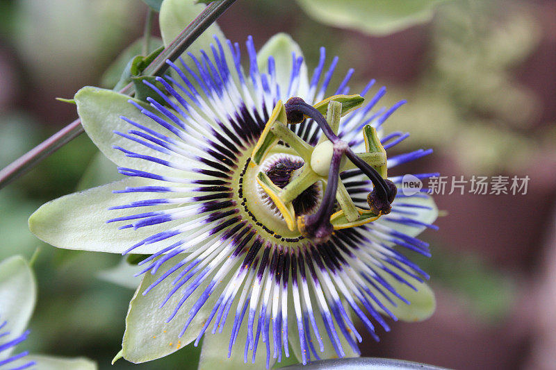 百香果花