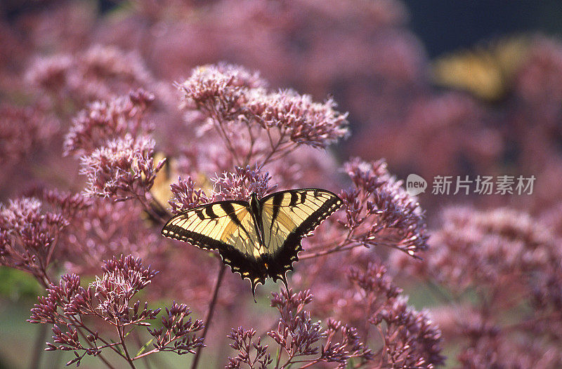 特拉华州威尔明顿附近古老的殖民地花园中，蝴蝶在喂养野花