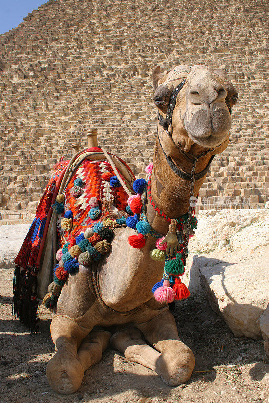 埃及吉萨大金字塔前微笑的骆驼