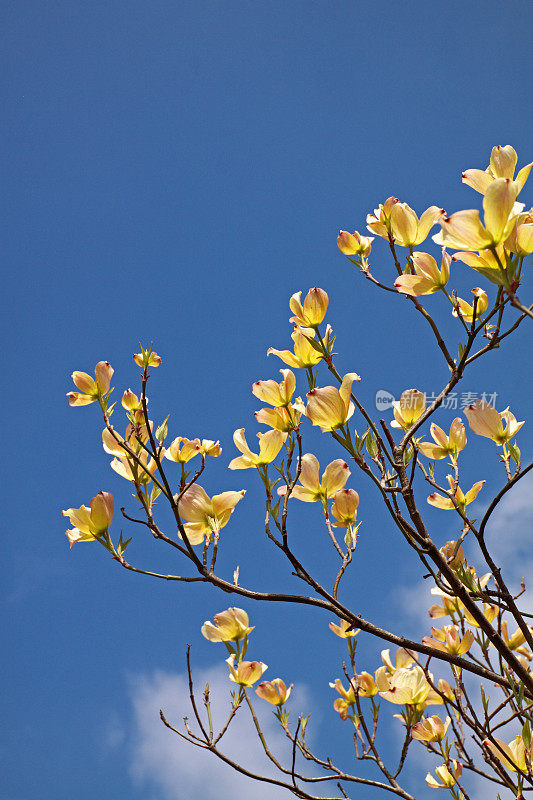 高角度的山茱萸树与黄花盛开。