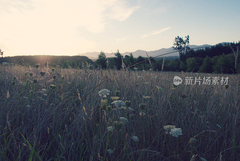 黄昏的野花草地，夏天