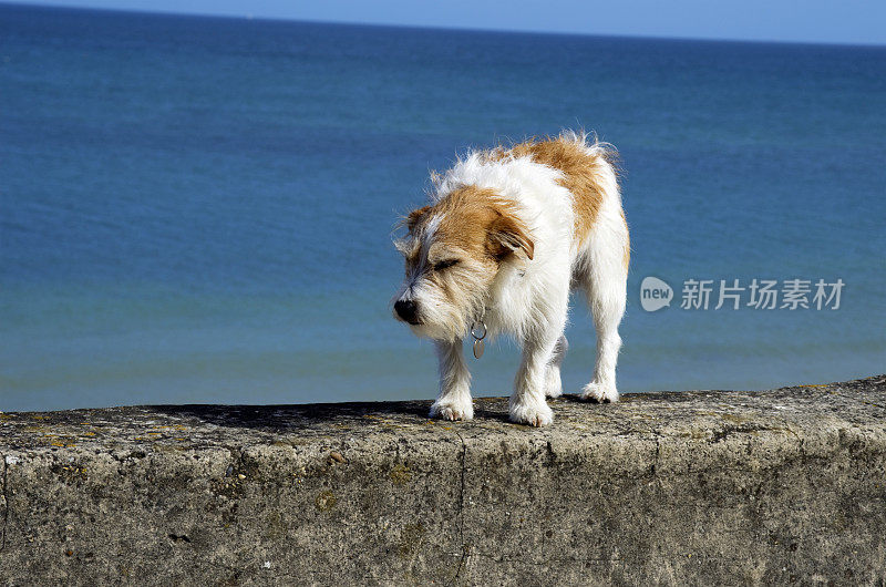 狗在墙上摇晃