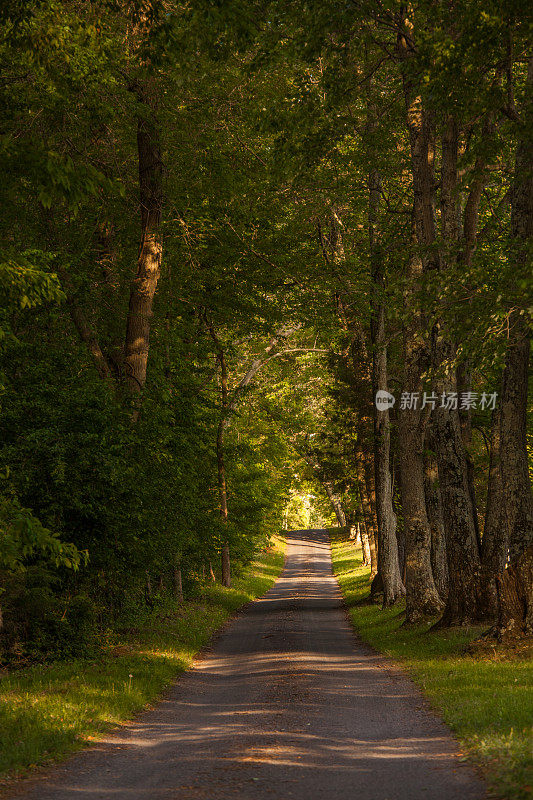 被老树遮蔽的安静的乡村道路