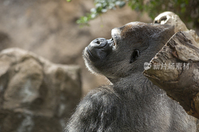 动物园里的大猩猩看向别处