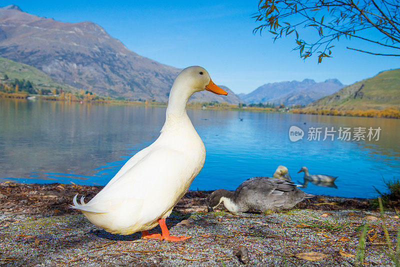 秋天的瓦纳卡湖和海斯